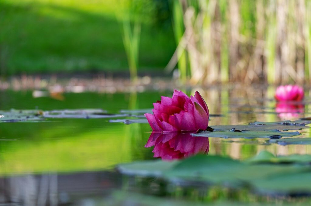 water lily, flower, blossom